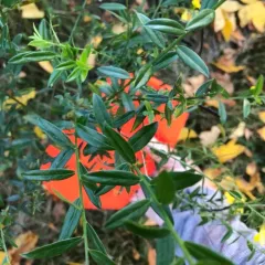 Dyer's Greenweed thumbnail 2