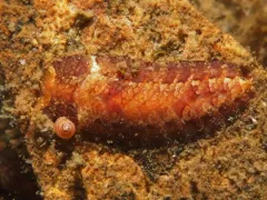 Gaudichaudius iphionelloides thumbnail 2