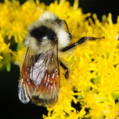 Tricolored Bumble Bee thumbnail 3