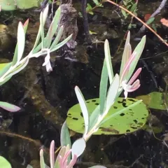 Wild Rosemary thumbnail 3