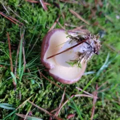 Short-stalked Suillus thumbnail 1