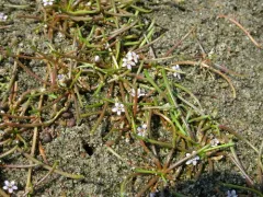 delta mudwort thumbnail 3