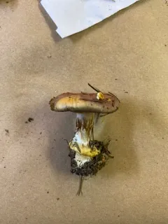 Calonarius cupreorufus thumbnail 2