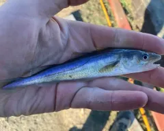Pacific Tomcod thumbnail 2