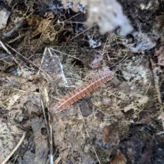 Common Pink Flat-back thumbnail 2