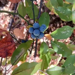 Blackthorn thumbnail 4