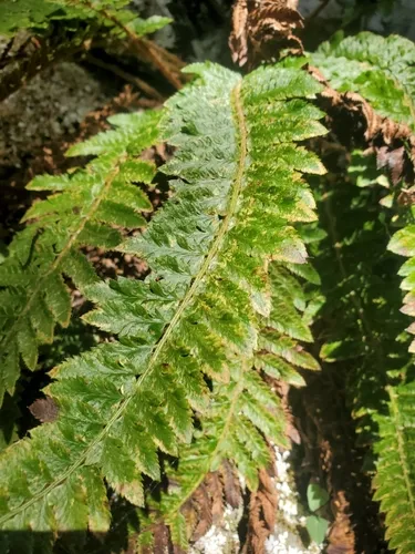 California shield fern