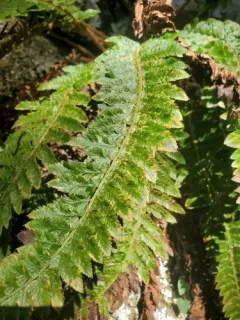 California shield fern thumbnail 1