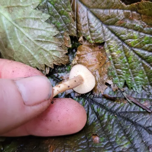 Velvety Milk Cap