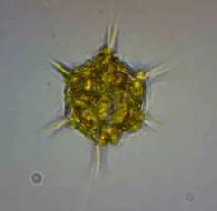 Octactis speculum thumbnail 3