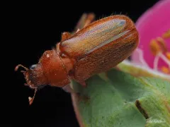 Dichelonyx kirbyi thumbnail 2