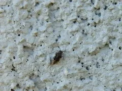 Micracanthia humilis thumbnail 2
