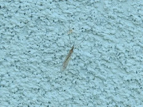 Geranomyia communis