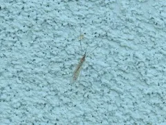 Geranomyia communis thumbnail 1
