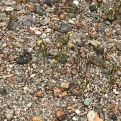 pineweed thumbnail 2