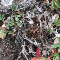 Sand-loving Iceland Lichen thumbnail 2