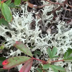 Fishnet Cladonia thumbnail 4