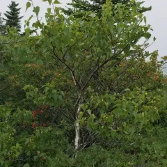 gray birch thumbnail 2