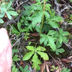three-leaved rattlesnake root thumbnail 4