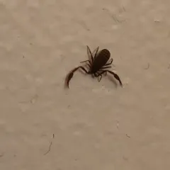 House Pseudoscorpion thumbnail 4