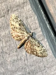 Larch Pug Moth thumbnail 2