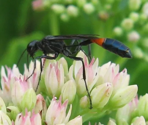 Eupathocera lugubris