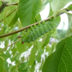 Cecropia Moth thumbnail 4