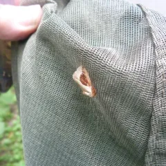 Skiff Moth thumbnail 3