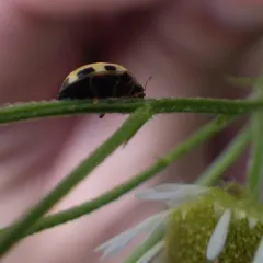 Fourteen-spotted Lady Beetle thumbnail 1