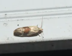 Phalonidia lepidana thumbnail 1