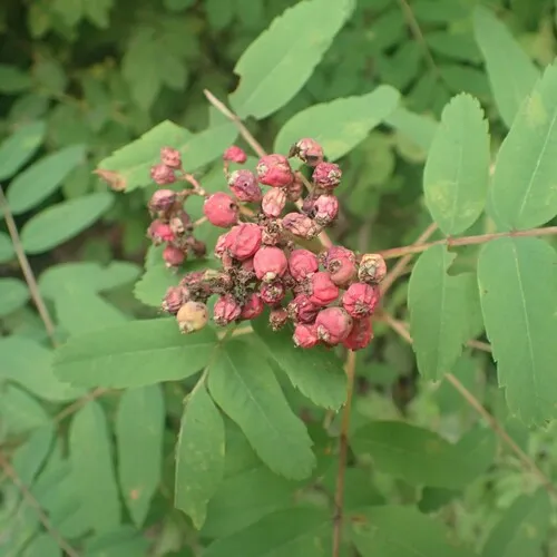 Sitka Mountain-Ash