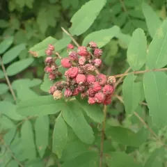 Sitka Mountain-Ash thumbnail 1