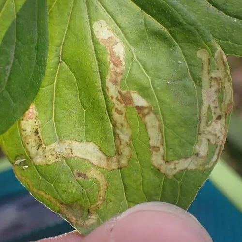 Phytomyza agromyzina