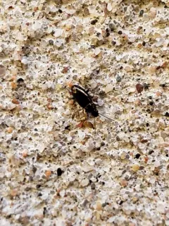 Bembidion nitidum thumbnail 3