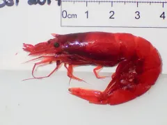 Robustosergia robusta thumbnail 1