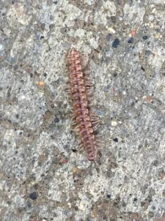 granulated millipede thumbnail 3