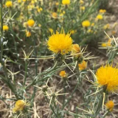 Yellow Star-Thistle thumbnail 1