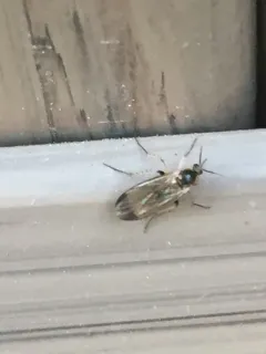 Rondaniella dimidiata thumbnail 4