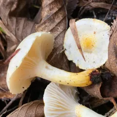 Gold Dust Waxy Cap thumbnail 2