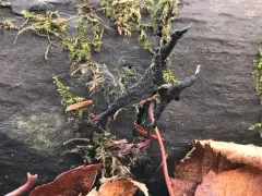 Xylaria vasconica thumbnail 2