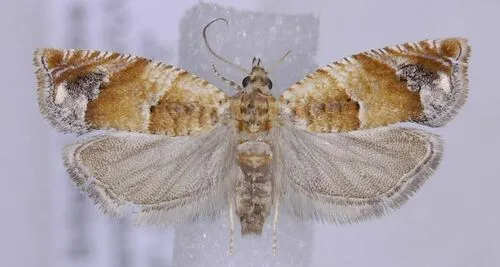 Epinotia miscana