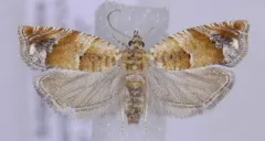 Epinotia miscana thumbnail 1
