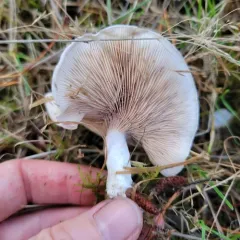 Sweetbread Mushroom thumbnail 3