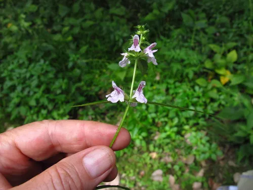 Hyssopleaf Hedgenettle