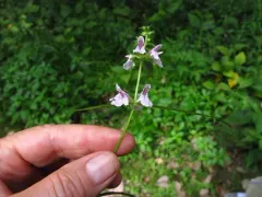 Hyssopleaf Hedgenettle thumbnail 1