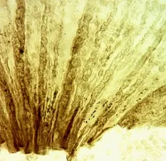Cribraria rufa thumbnail 2