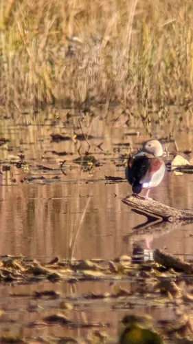 Ringed Teal