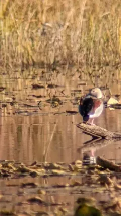 Ringed Teal thumbnail 1