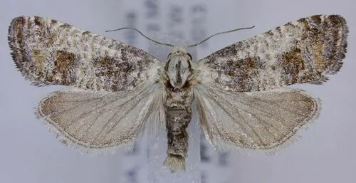 Ponderosa Pine Caterpillar Moth