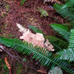 Bondarzewia occidentalis thumbnail 3